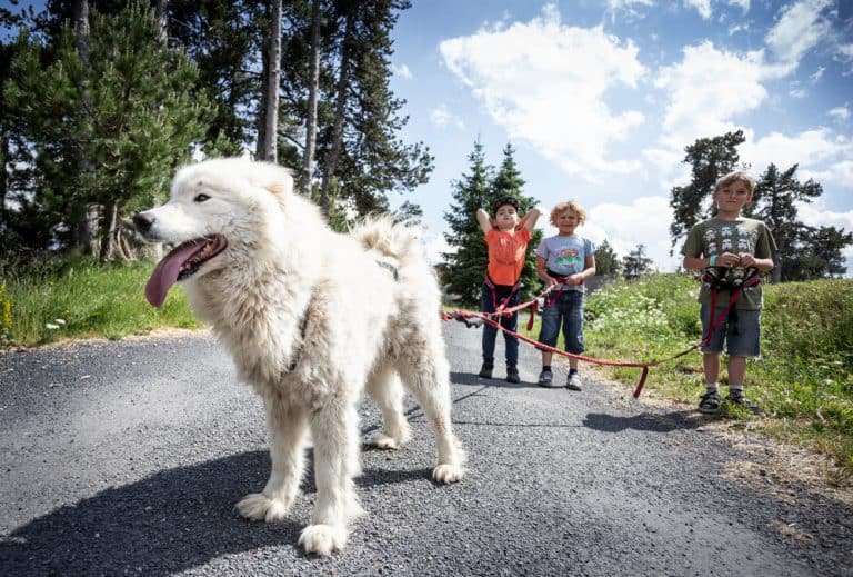 Camping Huttopia Font Romeu hondvriendelijk 768x519